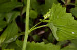 Garlic mustard